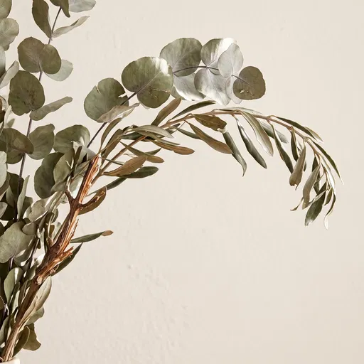 Dried Eucalyptus and Olive Branch
