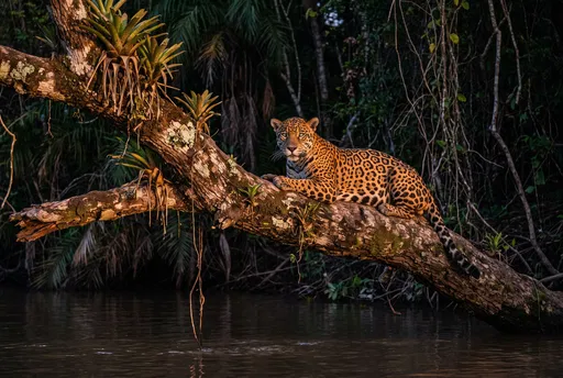 Jaguar Resting on Tree Branch Over River