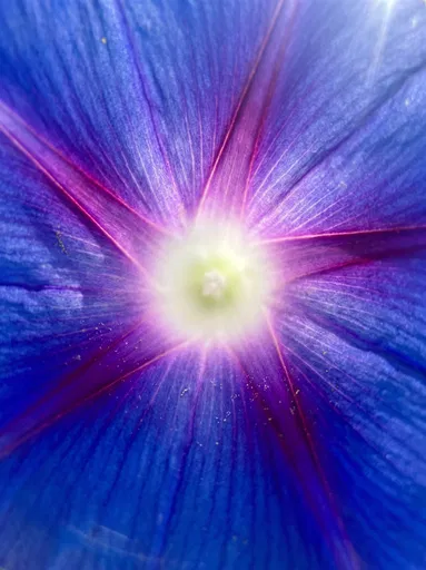 Macro Morning Glory Flower Funnel