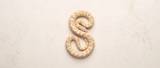Overhead Shot of Pastel California Kingsnake