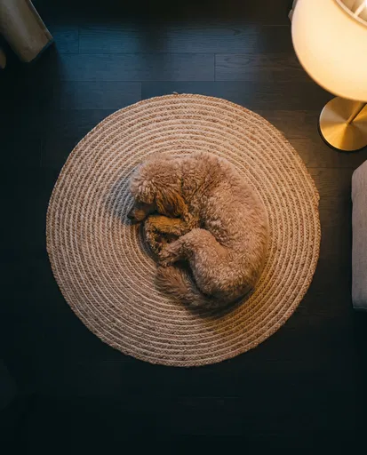 Apricot Poodle Sleeping on Round Jute Rug