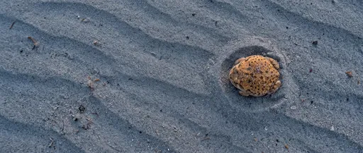 Desert Rain Frog in Rippled Sand
