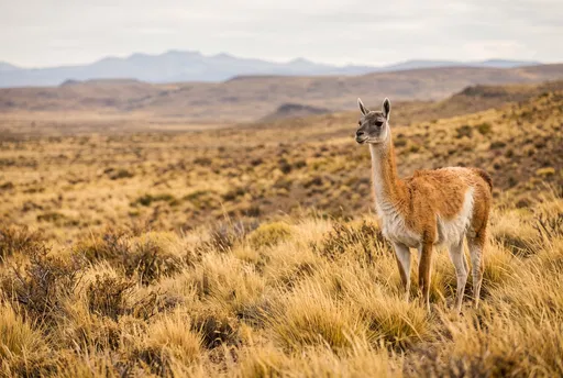 Wild Guanaco on the Patagonian Steppe