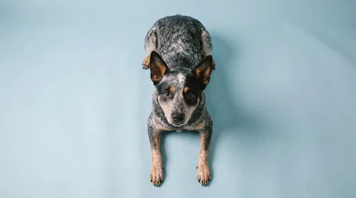 Blue Heeler Dog on Blue Backdrop