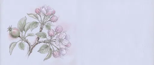 Botanical Drawing of Blossoming Apple Twig