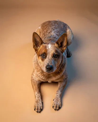 Red Australian Cattle Dog Studio Portrait