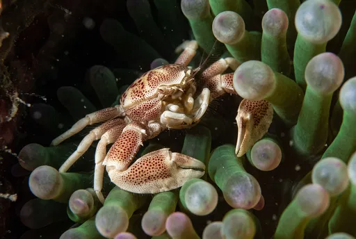 Spotted Porcelain Crab in Green Anemone
