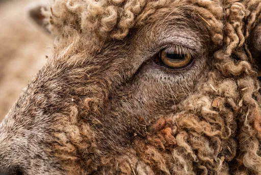 Macro Close-Up of Brown Sheep Eye