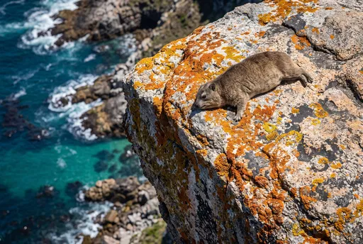 Rock Hyrax Sunbathing on Coastal Cliff