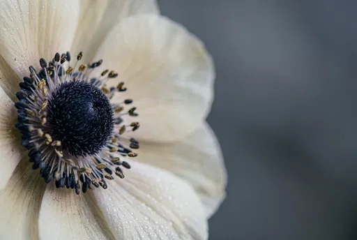 Macro Cream Anemone Flower with Dewdrops