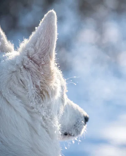 White Shepherd Dog Profile in Snow