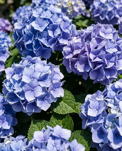 Blooming Blue and Violet Mophead Hydrangeas