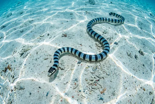 Banded Sea Krait on Ocean Floor