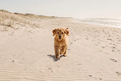 Goldendoodle Puppy Running on Sandy Beach