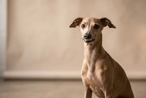 Italian Greyhound With Funny Toothy Grin