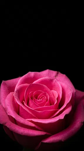 Hot Pink Rose on Black Background