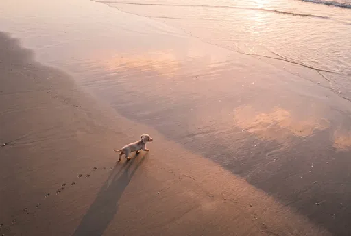 Dachshund Puppy Walking on Sunset Beach