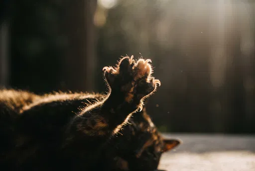 Backlit Tortoiseshell Cat Paw Stretching