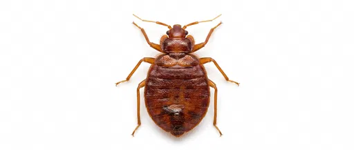 Isolated Adult Bed Bug Macro