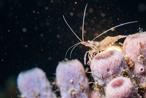 Translucent Cleaner Shrimp on Tube Sponges