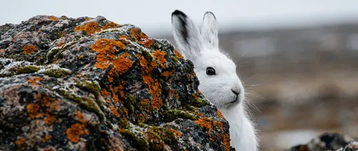 White Arctic Hare Behind Lichen Boulder