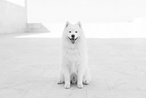 White Samoyed Sitting in Minimalist Courtyard