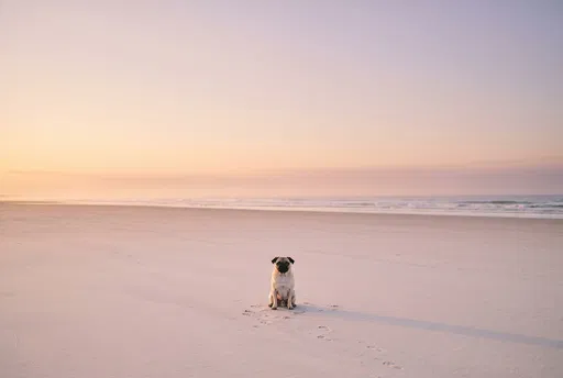 Fawn Pug Sitting on Sunset Beach