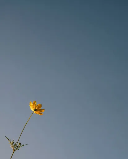 Single Yellow Cosmos Against Blue Sky