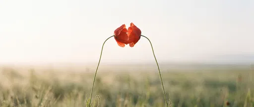 Two Red Poppies Touching in Morning Field