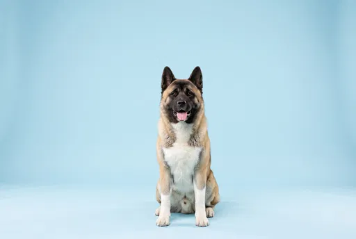 American Akita Sitting on Blue Background