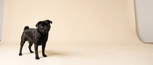 Black Pug Standing on Cream Studio Backdrop