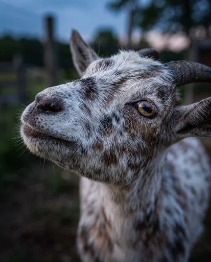 Speckled Goat Portrait at Dusk