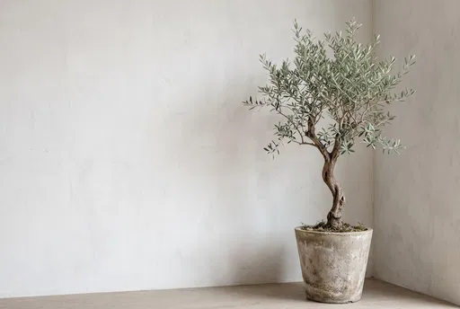 Potted Olive Tree in Minimalist Corner