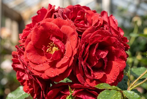 Red Garden Roses with Water Droplets