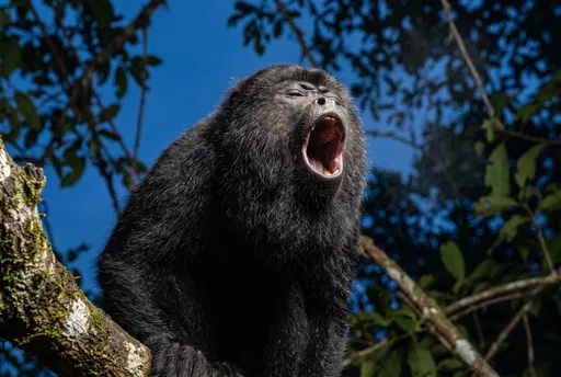 Black Howler Monkey Howling in Tree