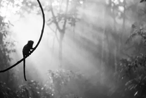 Marmoset Monkey Silhouette in Misty Jungle
