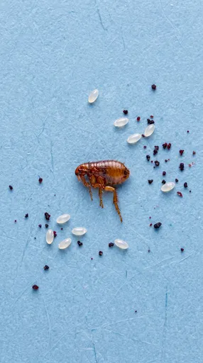 Macro Flea With Eggs and Dirt
