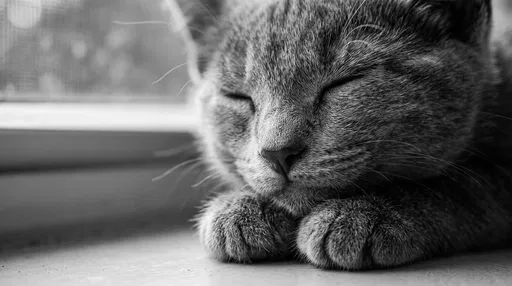 Sleeping Kitten Resting on Paws