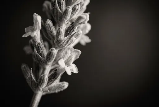 Monochrome Macro of Blooming Lavender Flower