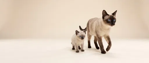 Siamese Cat and Kitten Walking in Studio