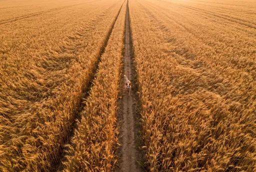 Red Heeler Running Through Golden Wheat Field