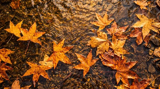 Golden Autumn Leaves Floating on Shallow Water