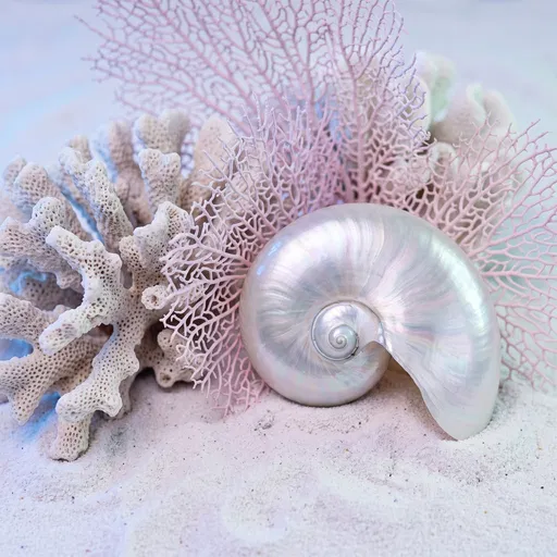 Pearlescent Nautilus Shell and Pastel Coral