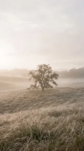 Solitary Oak Tree in Misty Meadow