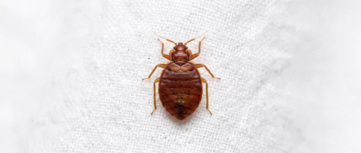 Macro Dorsal View of Bed Bug