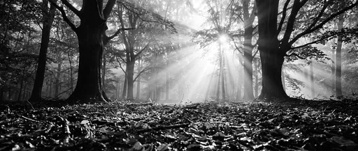 Monochrome Forest Floor With Morning Sunbeams