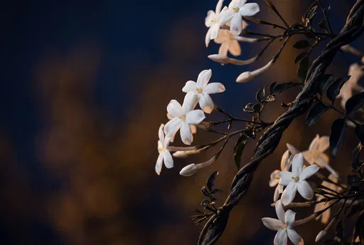 White Jasmine Blossoms Blooming at Night