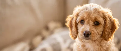 Golden Apricot Cavapoo Puppy Portrait