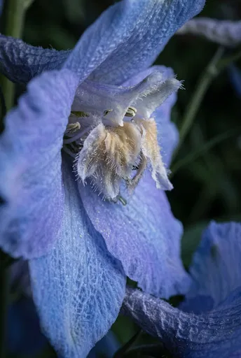 Macro Periwinkle Delphinium Blossom