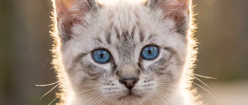 Backlit Lynx Point Siamese Kitten Portrait